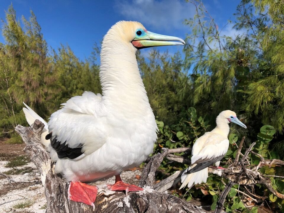Στην ατόλη φωλιάζει επίσης το πτηνό σούλα (US Fish and Wildlife Service)